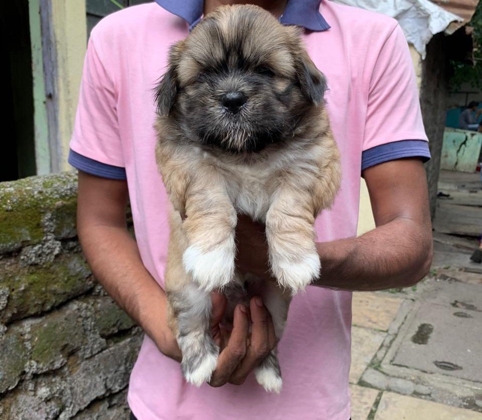 Buy Vaccinated  Lhasa Apso Puppy from Vizag